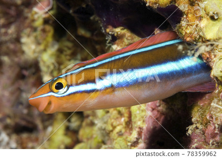 Bluestriped fangblenny, Plagiotremus rhinorhynchos Bluestriped fangblenny, Plagiotremus rhinorhynchos 78359962