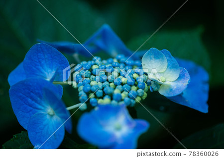 Hydrangea blooming in Kodaira Hydrangea Park 78360026