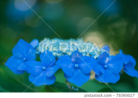 Hydrangea blooming in Kodaira Hydrangea Park 78360027