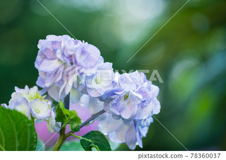 Hydrangea blooming in Kodaira Hydrangea Park 78360037
