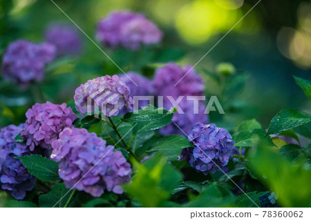 Hydrangea blooming in Kodaira Hydrangea Park 78360062
