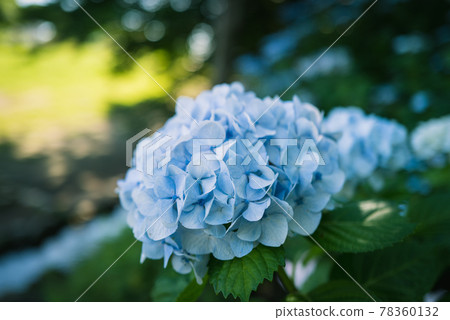 Hydrangea blooming in Kodaira Hydrangea Park 78360132