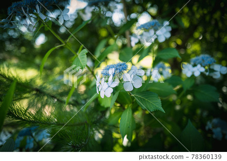 Hydrangea blooming in Kodaira Hydrangea Park 78360139