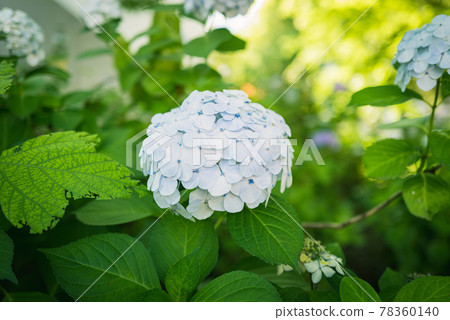 Hydrangea blooming in Kodaira Hydrangea Park 78360140