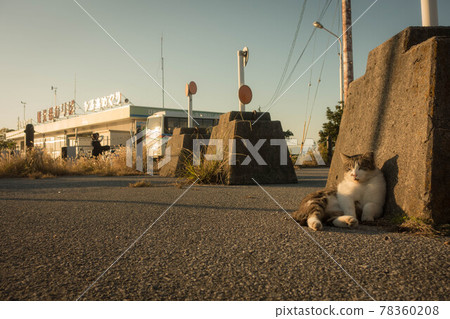 A stray cat relaxing at Hikone Port in Hikone City, Shiga Prefecture 78360208
