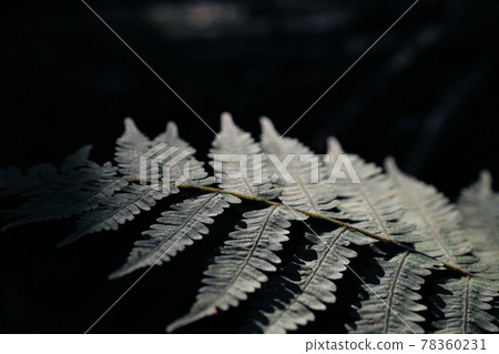 Forest light and fern Forest light and fern 78360231