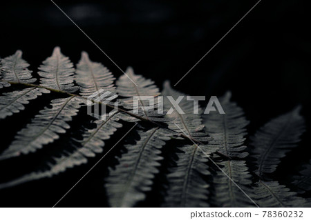Forest light and fern Forest light and fern 78360232