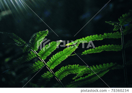 森林光和蕨類植物 森林光和蕨類植物 78360234