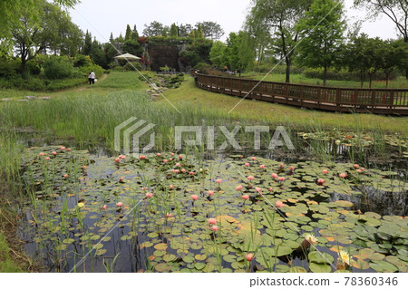Hanbat Arboretum. Daejeon Metropolitan City. Roses. Wetlands. Lotus 78360346