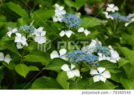 Hydrangeas blooming in early summer, a scene of the rainy season. Hydrangeas blooming in early summer, a scene of the rainy season. 78360548