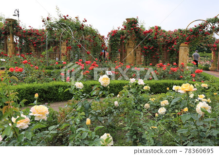 Hanbat Arboretum. Daejeon Metropolitan City. Hydrangea. Rose. Tree Hanbat Arboretum. Daejeon Metropolitan City. Hydrangea. Rose. Tree 78360695