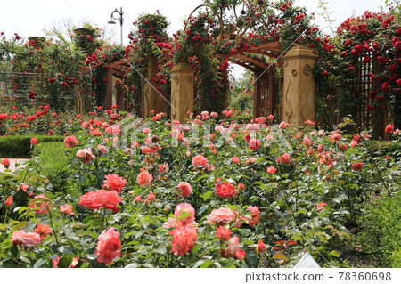 Hanbat Arboretum. Daejeon Metropolitan City. Hydrangea. Rose. Tree Hanbat Arboretum. Daejeon Metropolitan City. Hydrangea. Rose. Tree 78360698