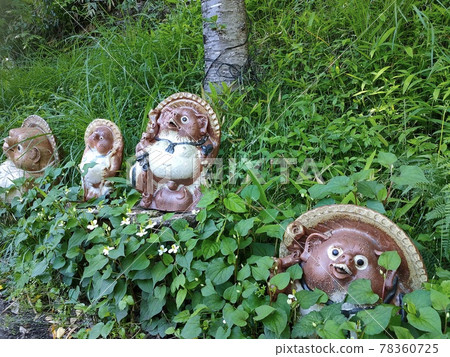 Tanuki who hide in the grass Tanuki who hide in the grass 78360725