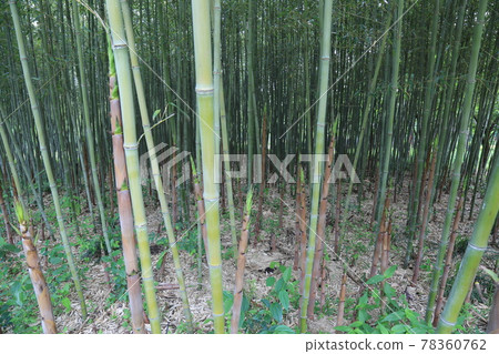 Hanbat植物園，大田廣域市，繡球花，玫瑰，樹木 78360762