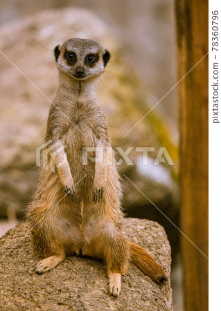 在動物園的貓鼬 78360796