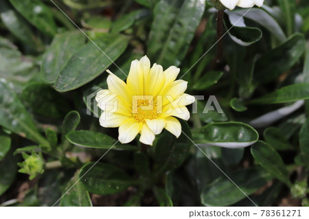 Yellow flowers of Gazania blooming in the spring park Yellow flowers of Gazania blooming in the spring park 78361271