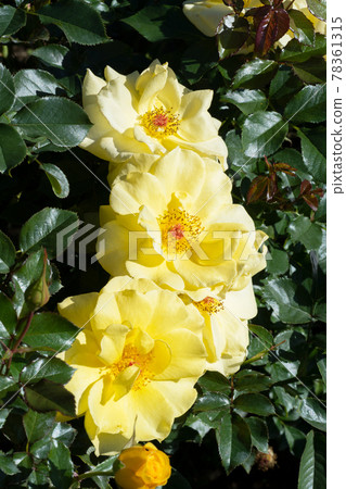 Yellow Rose Flower Yellow Rose Flower 78361315