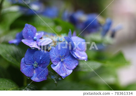 在雨中濕潤的繡球花 在雨中濕潤的繡球花 78361334