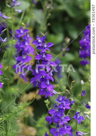 春天公園裡盛開的千鳥莊紫花 春天公園裡盛開的千鳥莊紫花 78361497