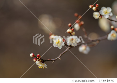 預示春天的小金井公園的梅花 78361670