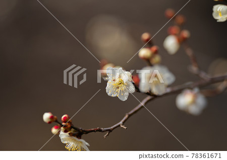 預示春天的小金井公園的梅花 78361671