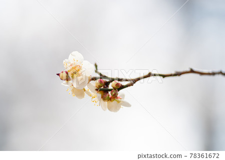 預示春天的小金井公園的梅花 78361672