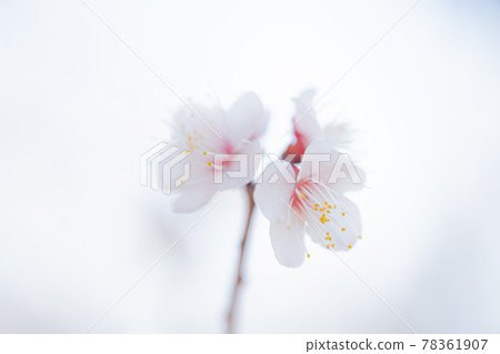 Plum blossoms in Setagaya Hanegi Park 78361907