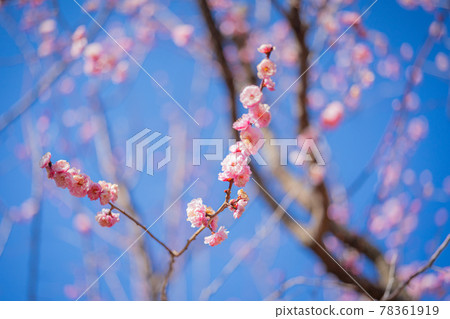 Plum blossoms in Setagaya Hanegi Park 78361919