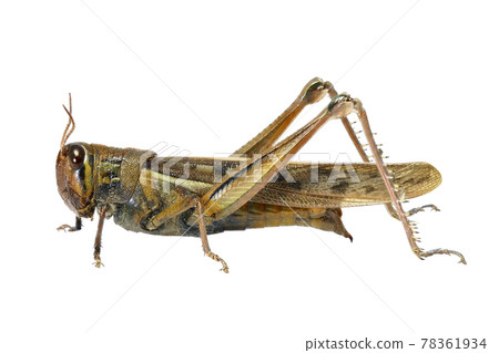 [Patanga japonica]（深度合成） 78361934