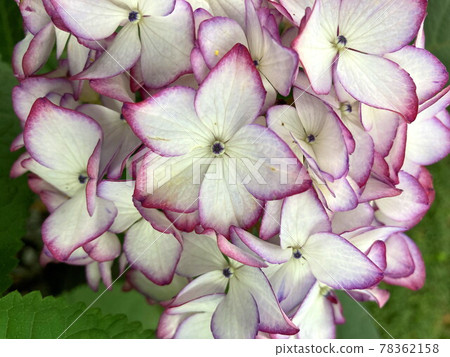 Japan Mikako 78362158