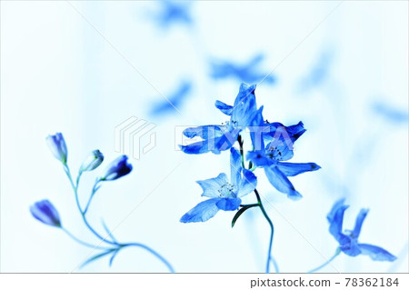 優雅的藍色花朵 優雅的藍色花朵 78362184
