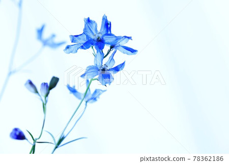 優雅的藍色花朵 優雅的藍色花朵 78362186