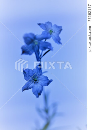 優雅的藍色花朵 優雅的藍色花朵 78362187