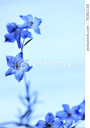 優雅的藍色花朵 優雅的藍色花朵 78362188