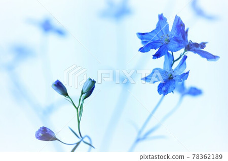 優雅的藍色花朵 78362189