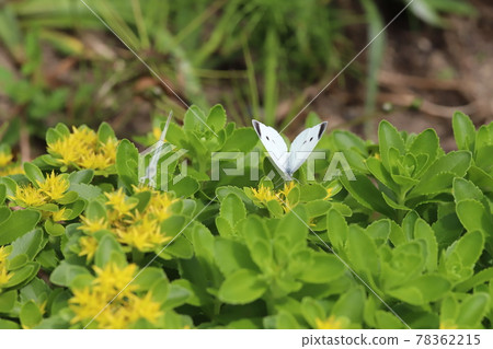 A cabbage white butterfly perching on a giraffe blooming in the spring garden A cabbage white butterfly perching on a giraffe blooming in the spring garden 78362215