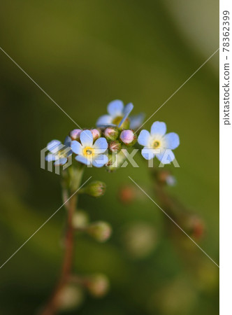 Minimal and light blue flowers and buds of Trigonotis peduncle Macro photography 78362399