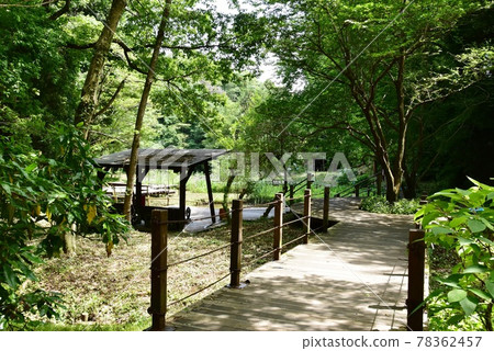 Zama City Prefectural Zama Yatoyama Park Spring Valley and Fresh Green Zama City Prefectural Zama Yatoyama Park Spring Valley and Fresh Green 78362457