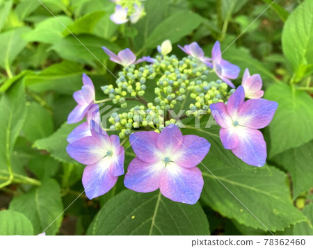  Gaku hydrangea 78362460