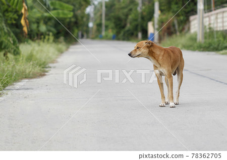 the brown dog on cement floor at home. the brown dog on cement floor at home. 78362705