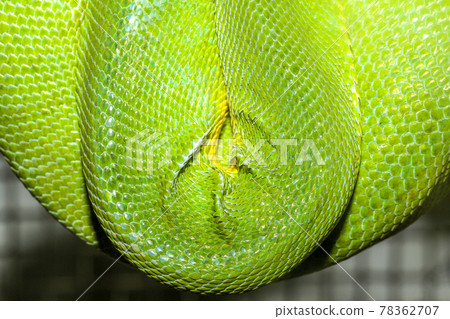 close up green snake skin 78362707