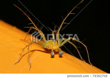 The yellow spider in nature at thailand The yellow spider in nature at thailand 78362708