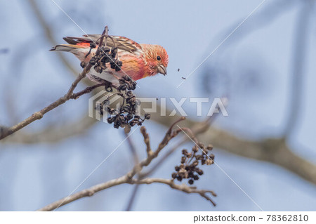 Pallas's rose that came to eat the fruit of Kihada 78362810