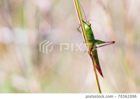 Grasshopper in an outdoor plant 78362896