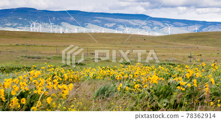 Green meadow with wind power turbines on the horizon in Eastern Washington state, USA 78362914