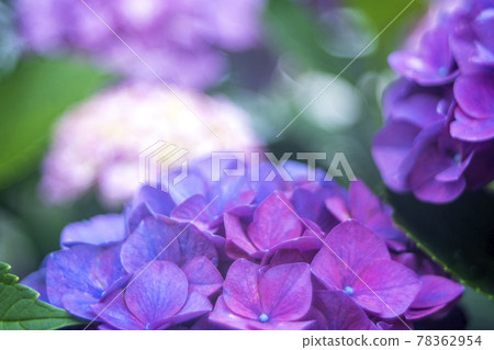 雨季的繡球花 78362954