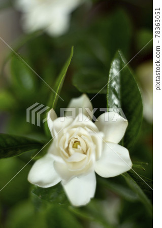 梔子花與茉莉花香 梔子花與茉莉花香 78363051