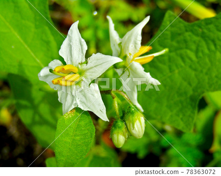 Plant, horsenettle flower Plant, horsenettle flower 78363072