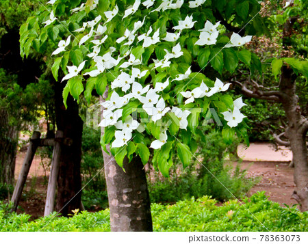 Plant, Kousa dogwood flower Plant, Kousa dogwood flower 78363073