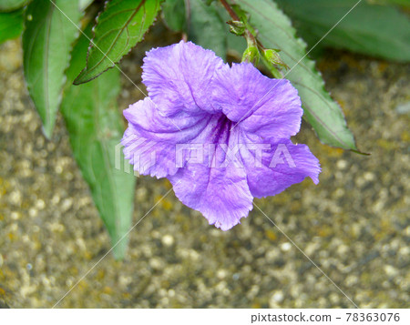 Ruellia tuberosa 中的植物、花卉 Ruellia tuberosa 中的植物、花卉 78363076